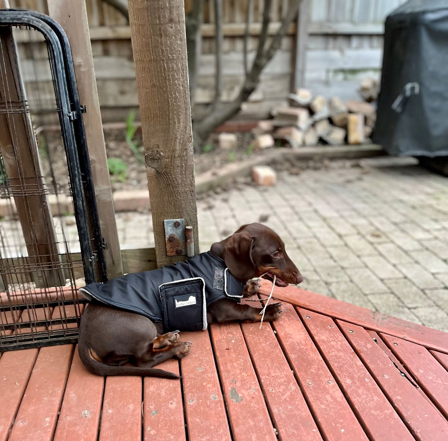 Waterproof Dog Jacket Rain Coat - Water Wind Resistant Small Breed Vest - Black-1
