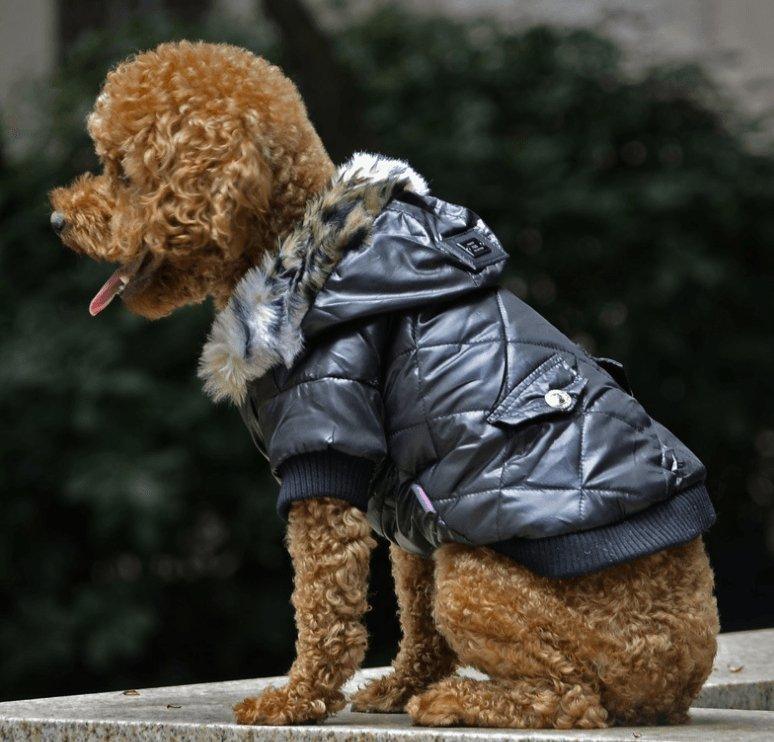 Cozy Canine Couture: Stylish Autumn And Winter Fur Collar Dog Coat-3